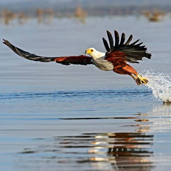 Kariba in Flight